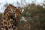 BOTSWANA Roberto e Lidia - 083
